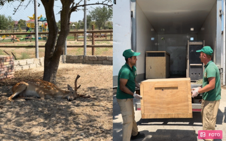 1753787816.leylos_necloooooos