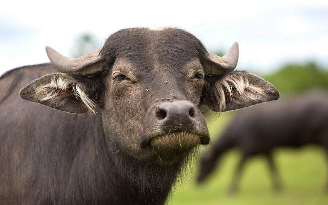 1755352906.camish-etinin-faydasi-large