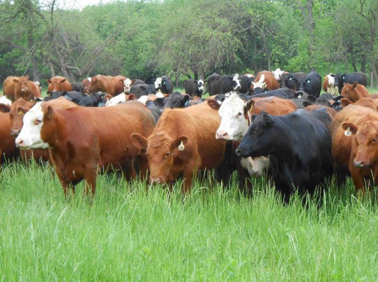 1760704381_inek-mal-qara-mal-qara-inek-surusu-inek-surusu-1