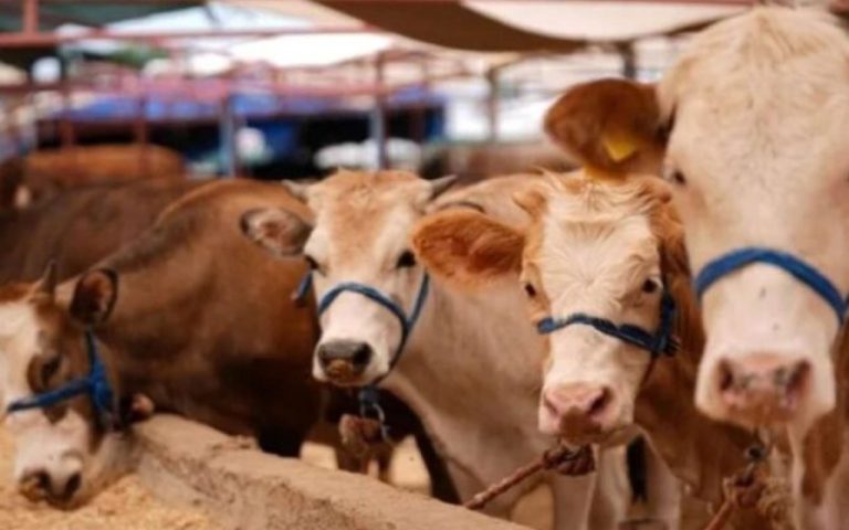 1765272364.tia_098a985a0da86a7af6a5c11c7fc43b4f_zlaeqx1b5m7uf6n3rwoh-645x430