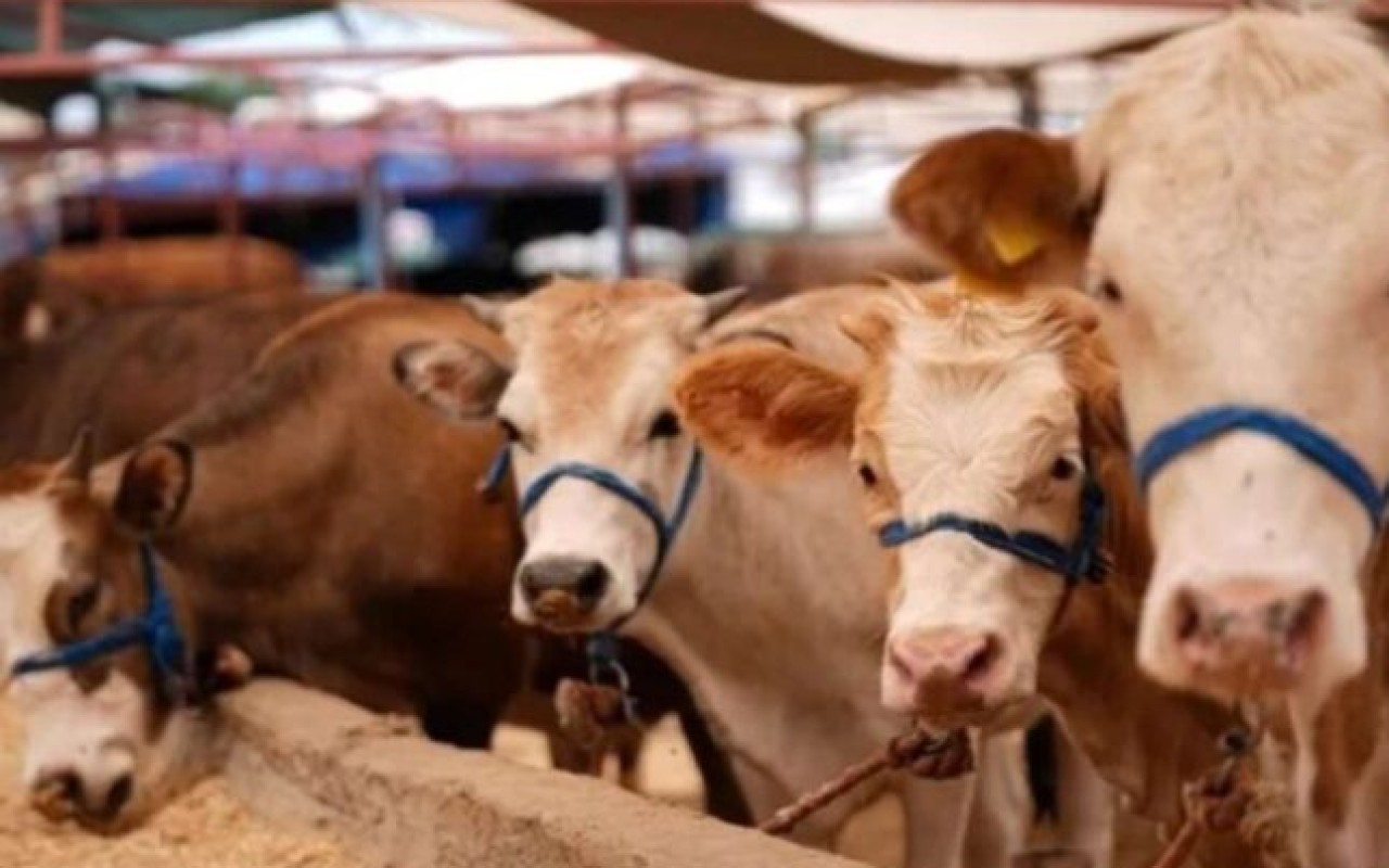 1765272364.tia_098a985a0da86a7af6a5c11c7fc43b4f_zlaeqx1b5m7uf6n3rwoh-645x430