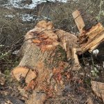 1768491165.WhatsApp Image 2026-01-15 at 19.31.38