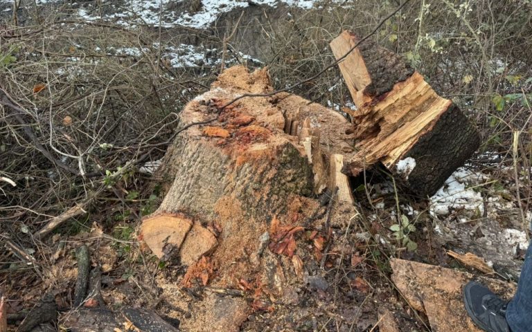 1768491165.WhatsApp Image 2026-01-15 at 19.31.38