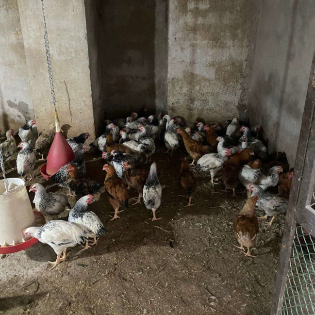 whatsapp-image-2026-01-12-at-145154