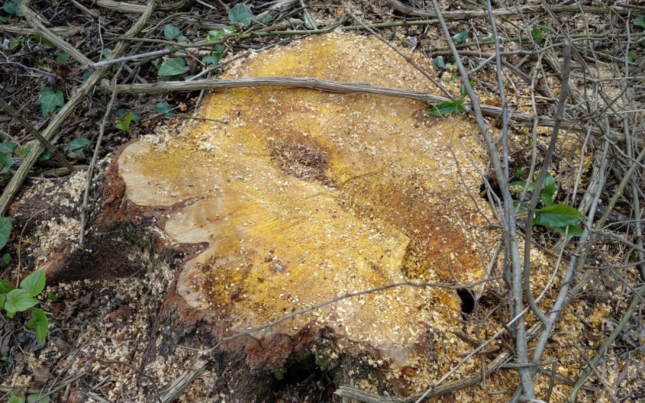 1776682500.9SjKWxgvNusTuhZPybH7GgMzRnpT72suOd12Tw25_1200